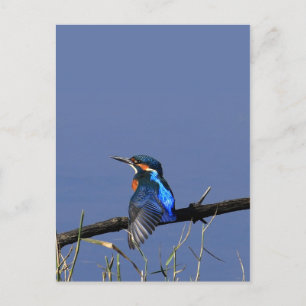 Cartão Postal do Martim-pescador