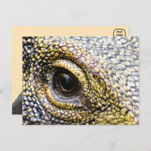 Cartão postal do monitor crocodilo