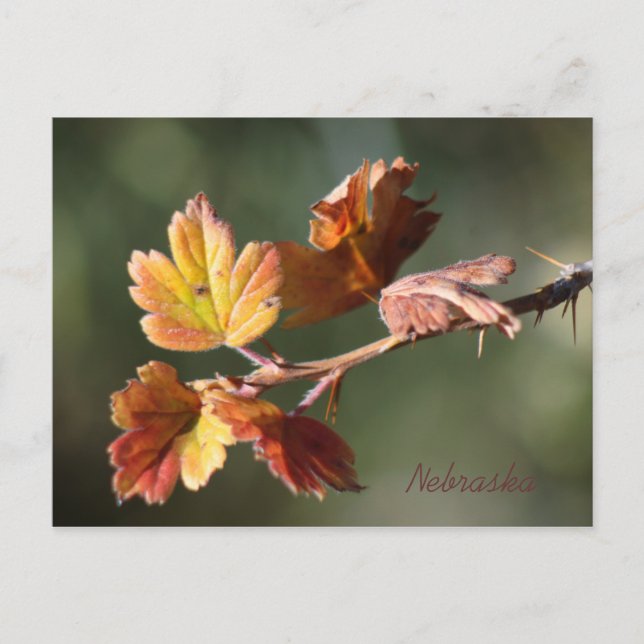 Cartão postal do Nebraska (Frente)