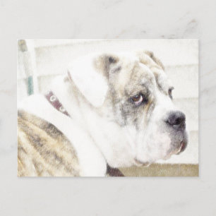 Cartão postal do Olde English Bulldogge