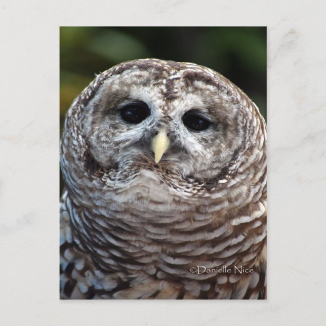 Cartão postal do Owl (Frente)