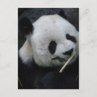 Cartão Postal do Panda Fofo Comendo Bambu