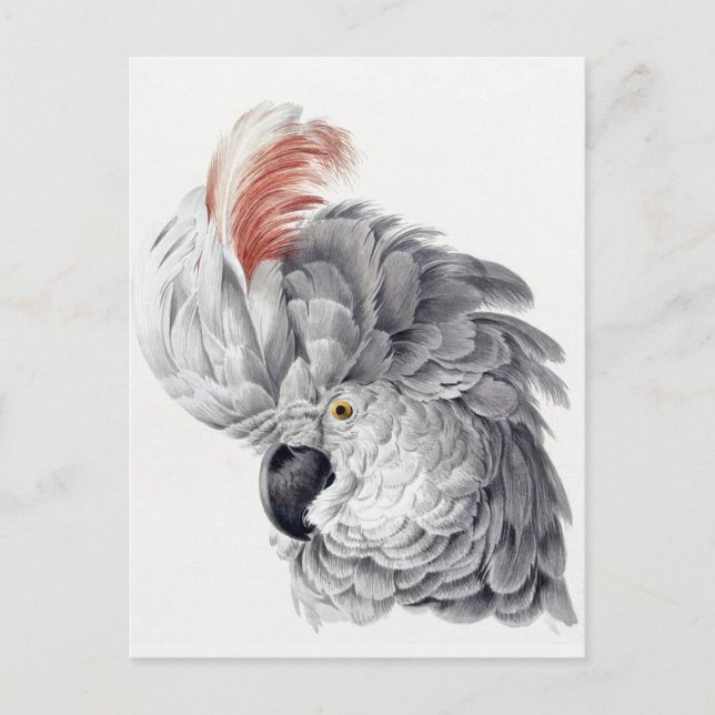 Cartão postal do papagaio (Frente)