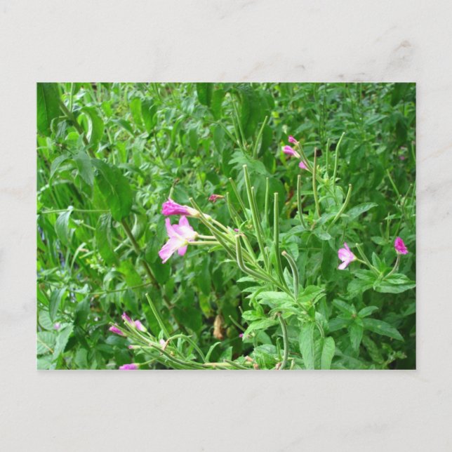 Cartão postal do Parque Estadual de Watermead (Frente)