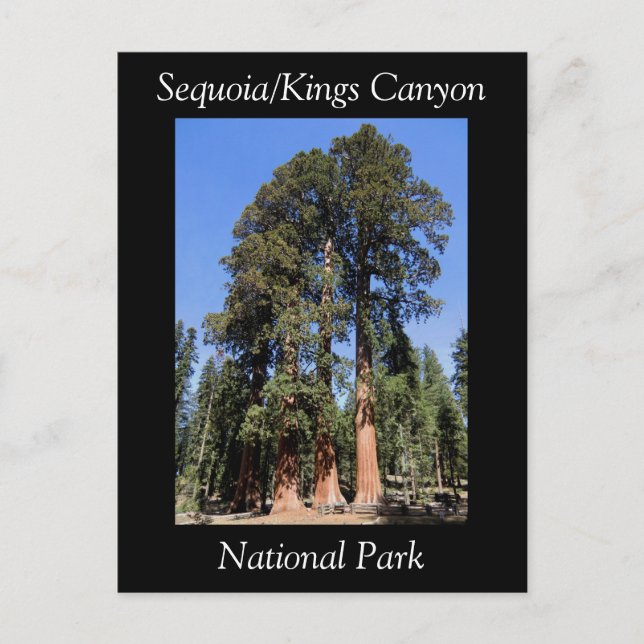 Cartão postal do Parque Nacional Sequoia Kings Can (Frente)