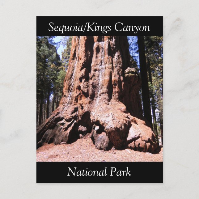 Cartão postal do Parque Nacional Sequoia Kings Can (Frente)
