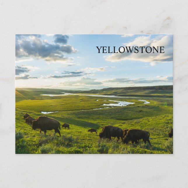 Cartão postal do Parque Nacional Yellowstone (Frente)