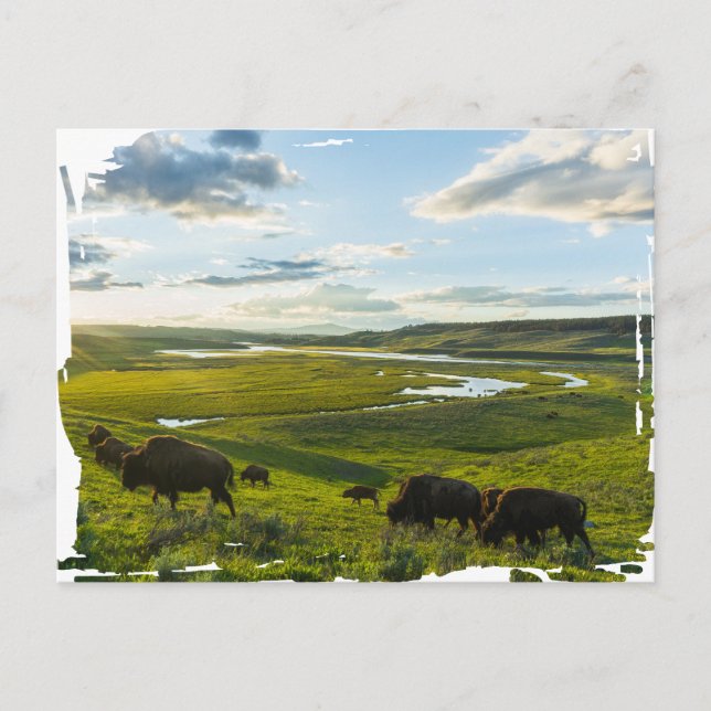 Cartão postal do Parque Nacional Yellowstone (Frente)