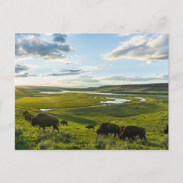 Cartão postal do Parque Nacional Yellowstone (Frente)