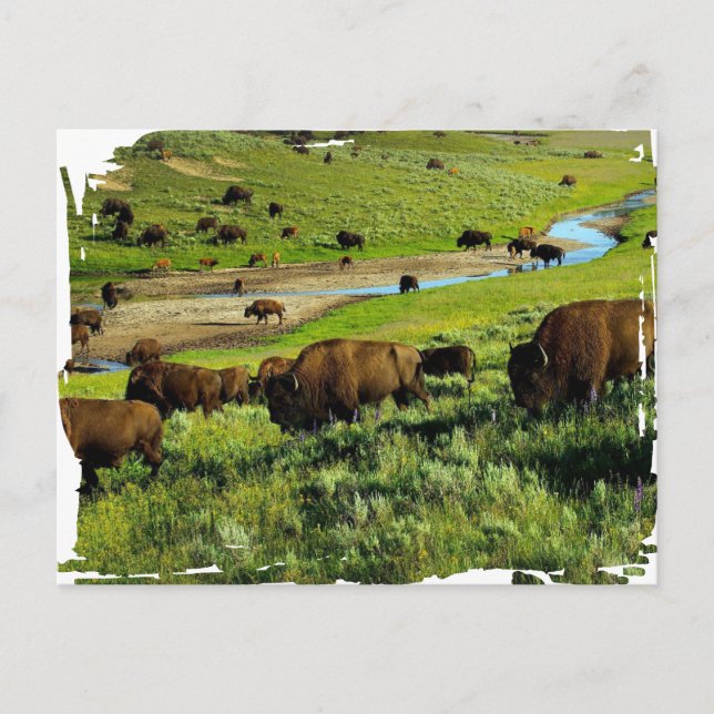 Cartão postal do Parque Nacional Yellowstone (Frente)