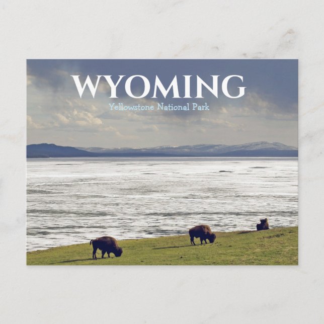 Cartão postal do Parque Nacional Yellowstone Bison (Frente)