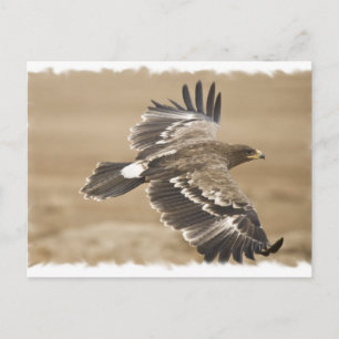 Cartão postal do pássaro águia voadora