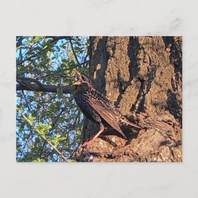 Cartão postal do pássaro estorninho (Frente)