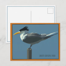 Cartão postal do pássaro - Trinta-réis-de-cristas
