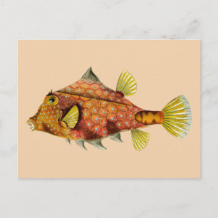 cartão postal do peixe