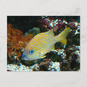 Cartão postal do peixe 2