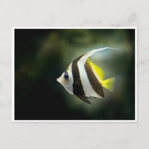 Cartão postal do peixe-anjo amarelo preto e branco