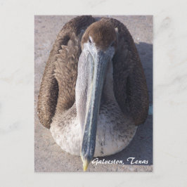 Cartão Postal do Pelicano-Marrom de Galveston Texa
