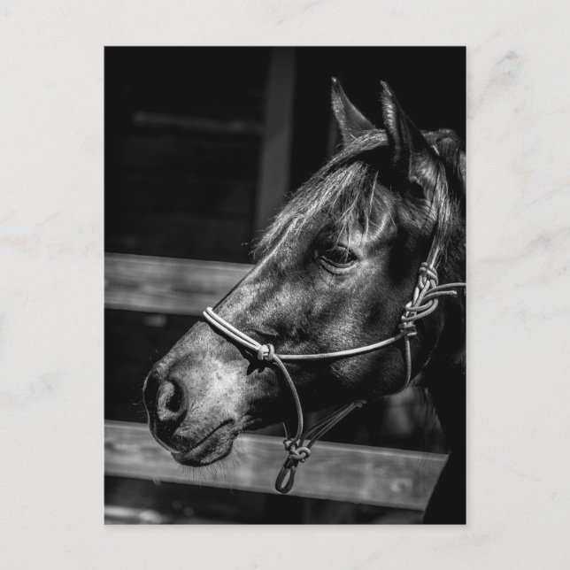 Cartão postal do perfil de cavalos (Frente)