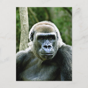 Cartão postal do perfil Gorilla