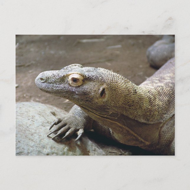 Cartão postal do perfil Komodo (Frente)