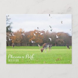 Cartão postal do Phoenix Park