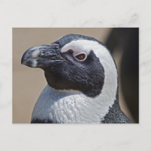 Cartão Postal do Pinguim Africano