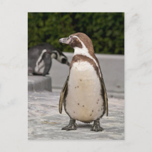Cartão Postal do Pinguim-de-Magalhães Marrom