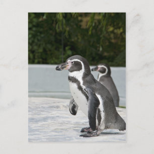Cartão Postal do Pinguim Magalhânico