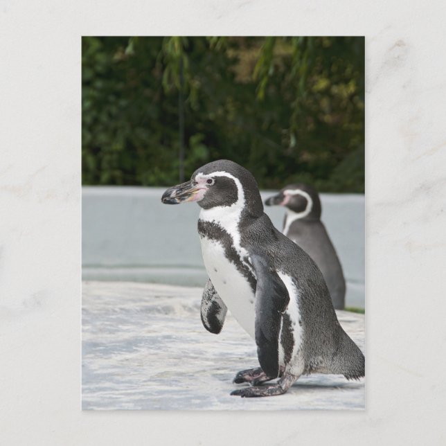 Cartão Postal do Pinguim Magalhânico (Frente)