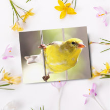 Cartão postal do pintassilgo balançando no comedou