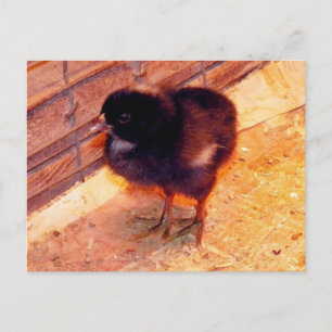 Cartão postal do pintinho recém-nascido (2)