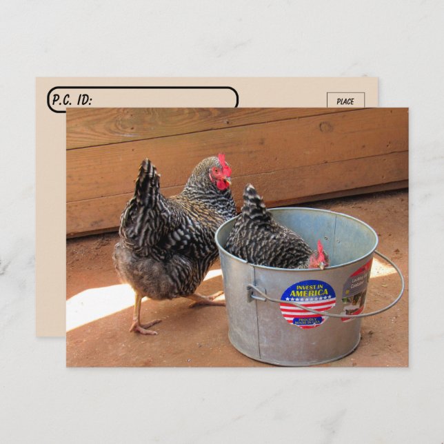 Cartão postal do Postcrossing com duas galinhas fo (Frente/Verso)