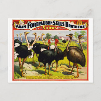 Cartão postal do poster vintage de ostrich circus