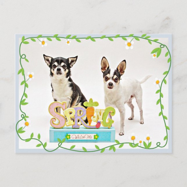 Cartão Postal do primavera Chihuahua (Frente)