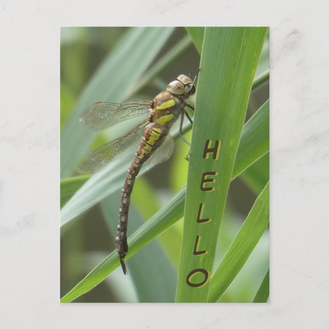 Cartão postal do Primavera Hawker Dragonfly HELLO (Frente)