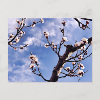 Cartão postal do Primavera Sky Blossoms