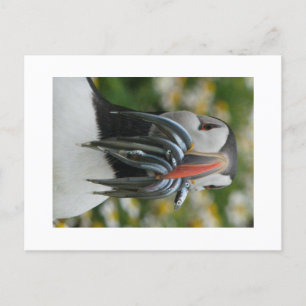 Cartão postal do Puffin de Skomer com Enguias de A