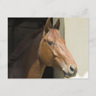 Cartão postal do Quarter Horse Americano