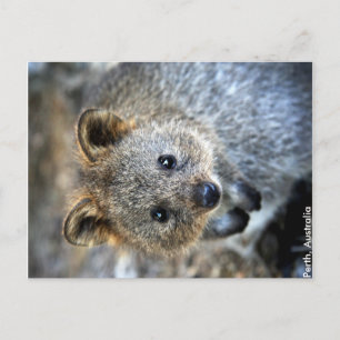 Cartão Postal do Quokka Austrália Ocidental