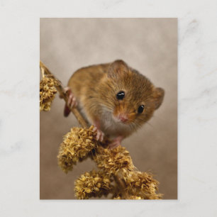 Cartão Postal do Ratinho