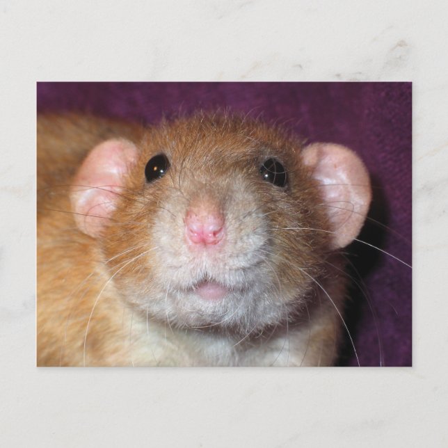 Cartão Postal do Rato Dumbo (Frente)