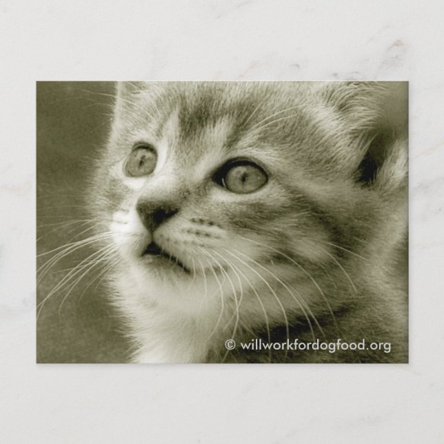 Cartão postal do rato observando um pássaro (Frente)