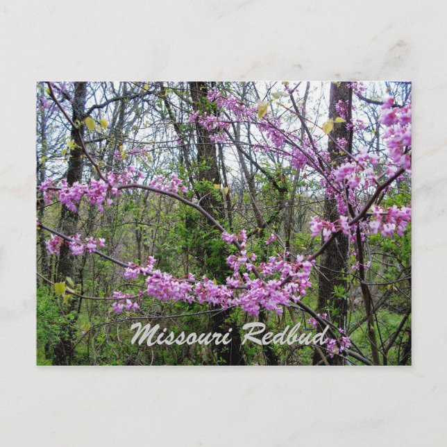 Cartão postal do Redbud Missouri (Frente)