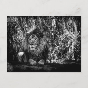 Cartão postal do Rei da Selva