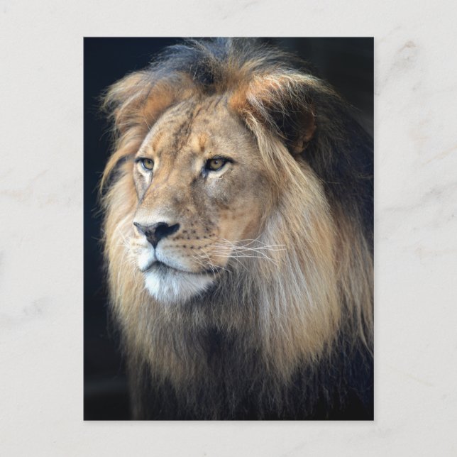 Cartão Postal Do Rei Da Selva De Dois Leões (Frente)