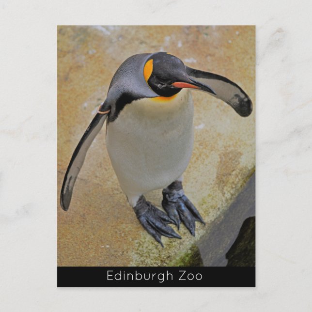 Cartão postal do Rei Penguin Edinburgh Zoo Scotlan (Frente)