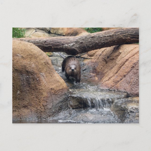 Cartão postal do rio Otter (Frente)