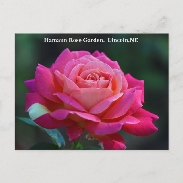 Cartão postal do Rosa de Paz de Chicago HRG 500n 2 (Frente)