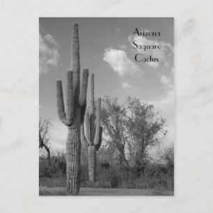 Cartão postal do Saguaro do Arizona